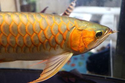 黃尾金龍魚能上色嗎：黃尾金龍魚有可能通過正確的飼養(yǎng)方法來上色的飼養(yǎng)方法