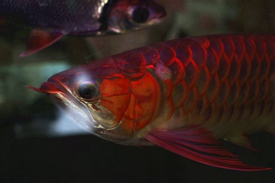 黃尾金龍魚能上色嗎：黃尾金龍魚有可能通過正確的飼養(yǎng)方法來上色的飼養(yǎng)方法