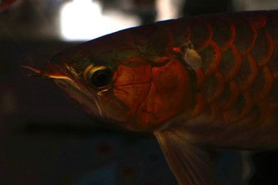 黃尾金龍魚能上色嗎：黃尾金龍魚有可能通過正確的飼養(yǎng)方法來上色的飼養(yǎng)方法