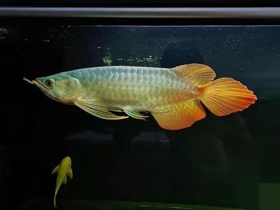 適合新手養龍魚的練手機型：新手養龍魚時選擇星點龍魚或銀龍魚或銀龍魚作為練手機型