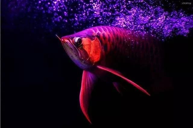 龍魚病了怎么治療視頻講解：觀賞魚藥物使用指南,龍魚水質(zhì)管理技巧分享龍魚水質(zhì)管理技巧分享