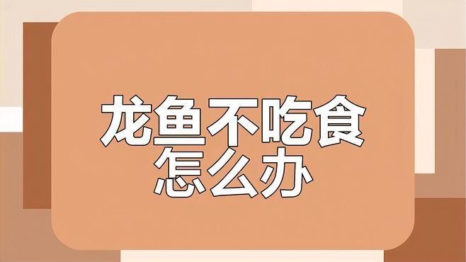 龍魚三個月不吃東西怎么回事兒