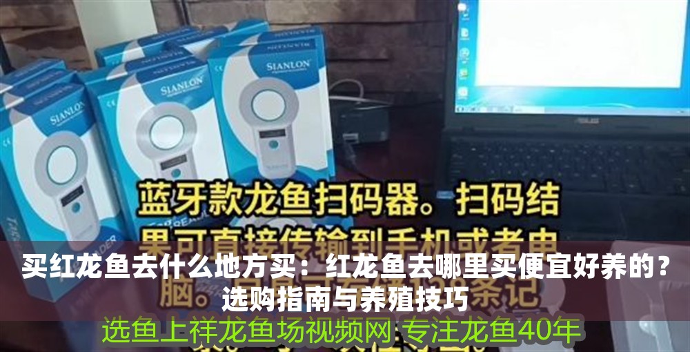 買紅龍魚去什么地方買：紅龍魚去哪里買便宜好養的？選購指南與養殖技巧