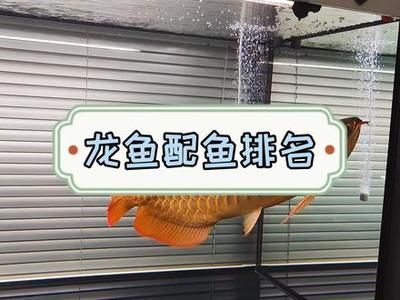 龍魚配魚排名前十：龍魚配魚排名前十的列表