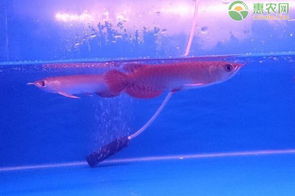 喂養龍魚的方法有哪些呢：喂養龍魚的方法