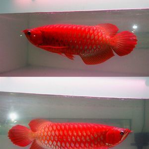 金龍紅龍魚苗怎么區分品種：區分金龍魚苗和紅龍魚苗的品種，金龍魚苗和紅龍魚苗的區別