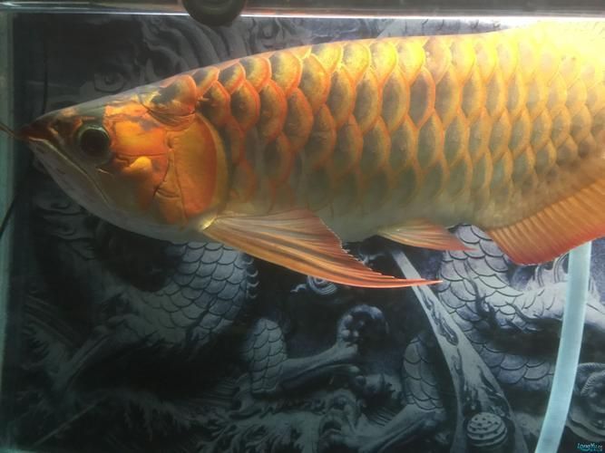 龍魚細菌感染癥狀圖片