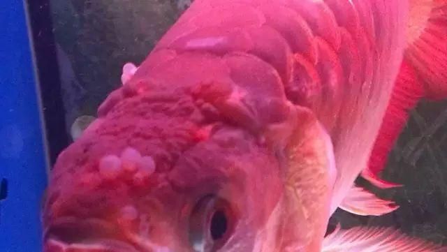 龍魚細菌感染癥狀圖片