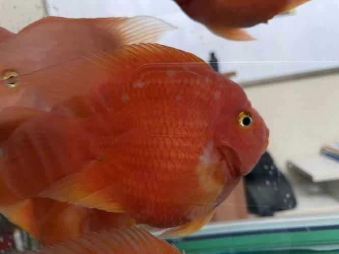 龍魚細菌感染癥狀圖片