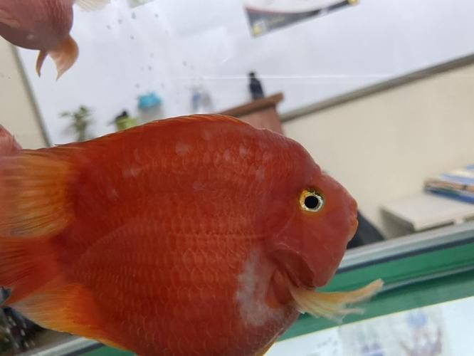 龍魚細菌感染癥狀圖片