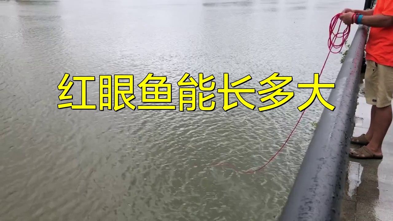 紅眼白子龍魚(yú)能長(zhǎng)多大