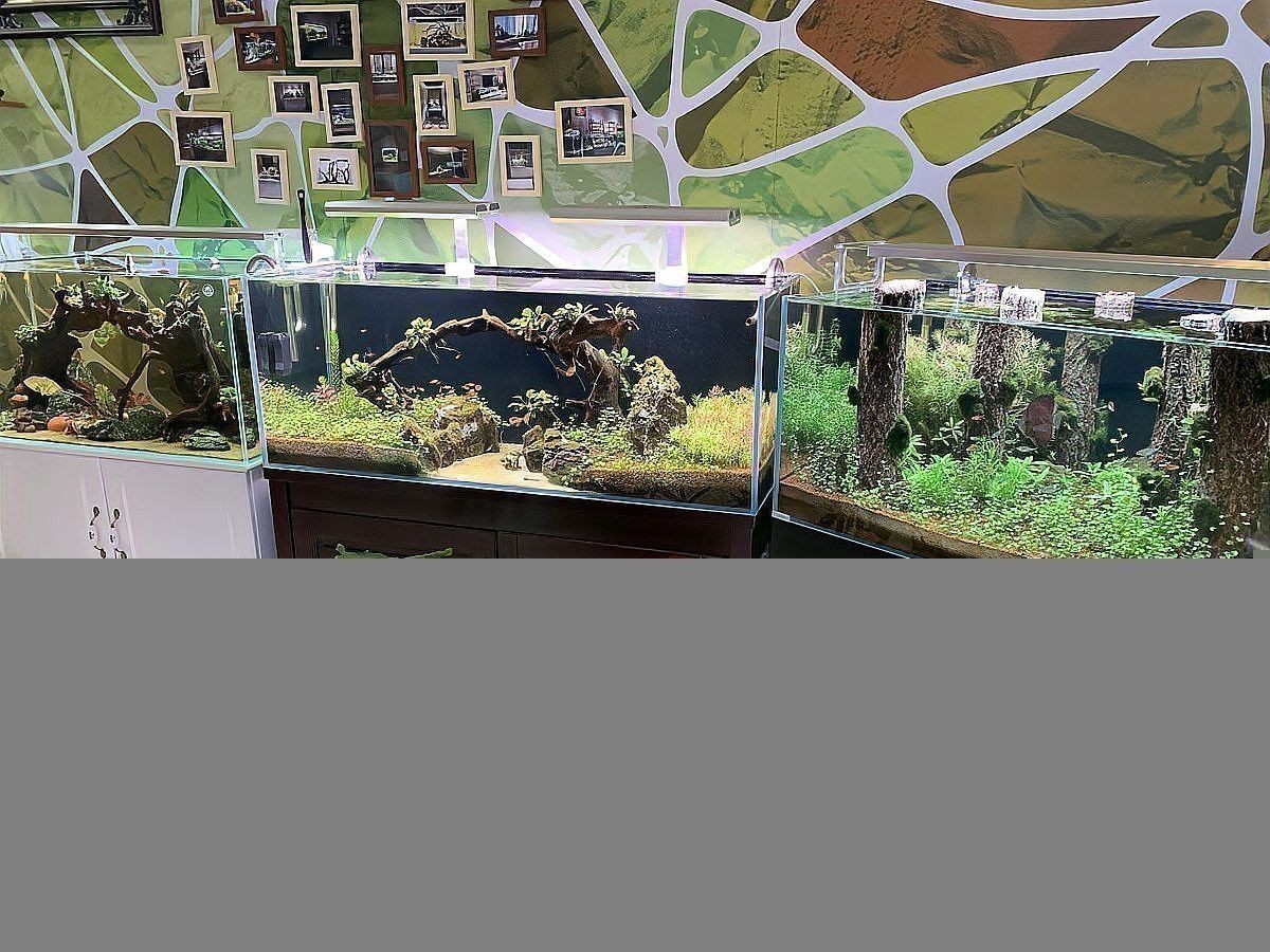能與雷龍魚混養(yǎng)的魚