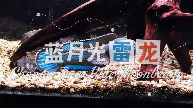 藍(lán)月雷龍魚和梅豹雷龍區(qū)別