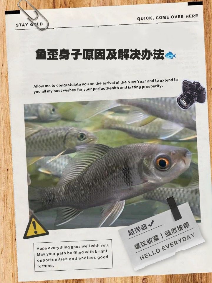龍魚身體有點傾斜正常嗎