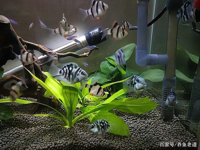 龍魚身體有點傾斜正常嗎