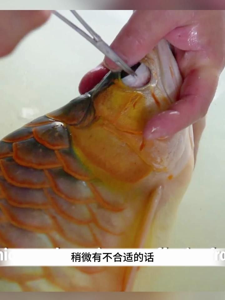 金龍魚掉眼手術風險大嗎？