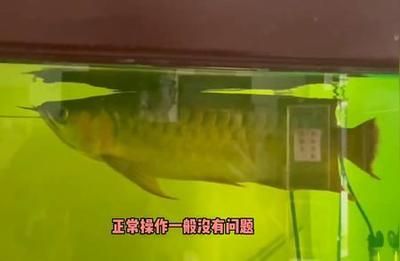 龍魚飼養技巧：龍魚的飼養技巧