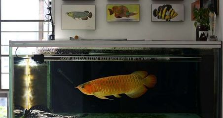 龍魚飼養技巧：龍魚的飼養技巧