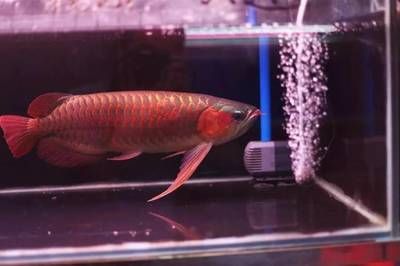 龍魚飼養技巧：龍魚的飼養技巧