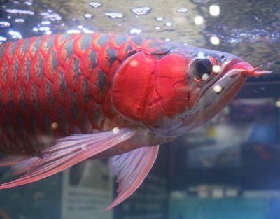 龍魚飼養技巧：龍魚的飼養技巧
