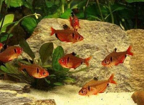 一米二的缸能養銀龍魚嗎