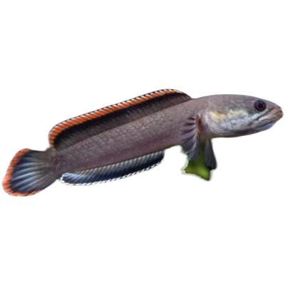 彩虹雷龍魚能養多大：彩虹雷龍魚的成年體長一般在15-20厘米左右