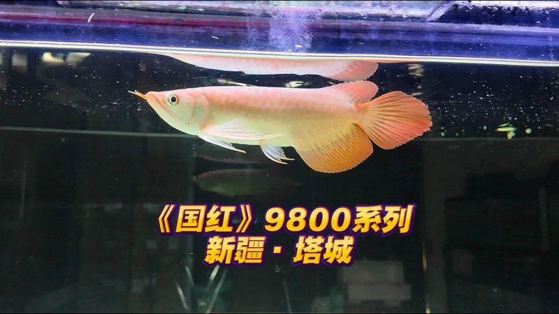紅龍魚(yú)最正宗的牌子