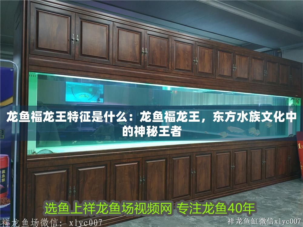 龍魚福龍王特征是什么：龍魚福龍王，東方水族文化中的神秘王者