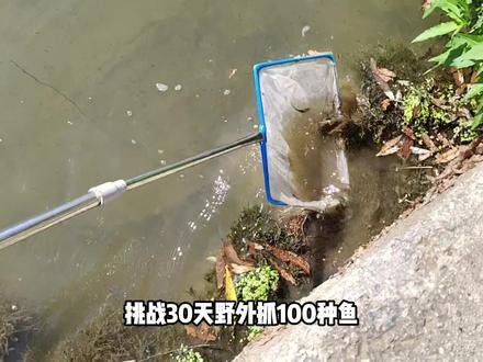 紅魔神雷龍魚視頻