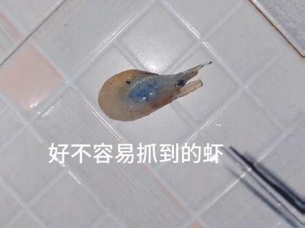 紅魔神雷龍魚視頻
