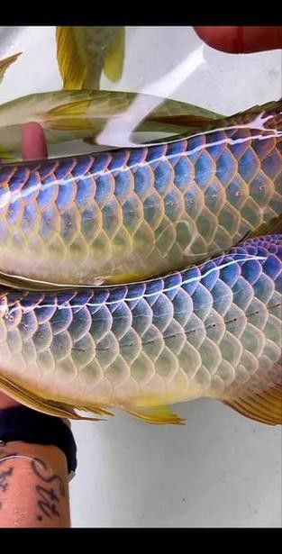 過背金龍魚的過背是什么意思啊圖片