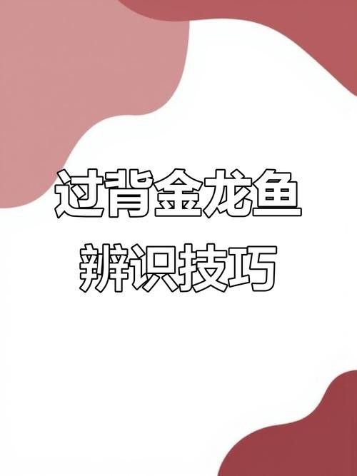 過背金龍魚的過背是什么意思啊圖片