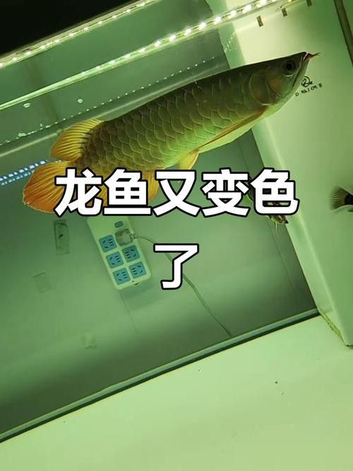 金龍魚養多大開始發色快