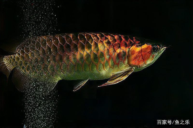 紅龍魚多久洗一次缸？