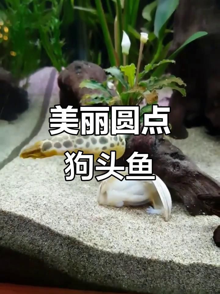 奈及利亞紅圓點狗頭魚和斑馬狗頭魚