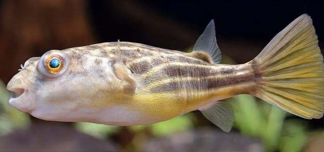 奈及利亞紅圓點狗頭魚和斑馬狗頭魚