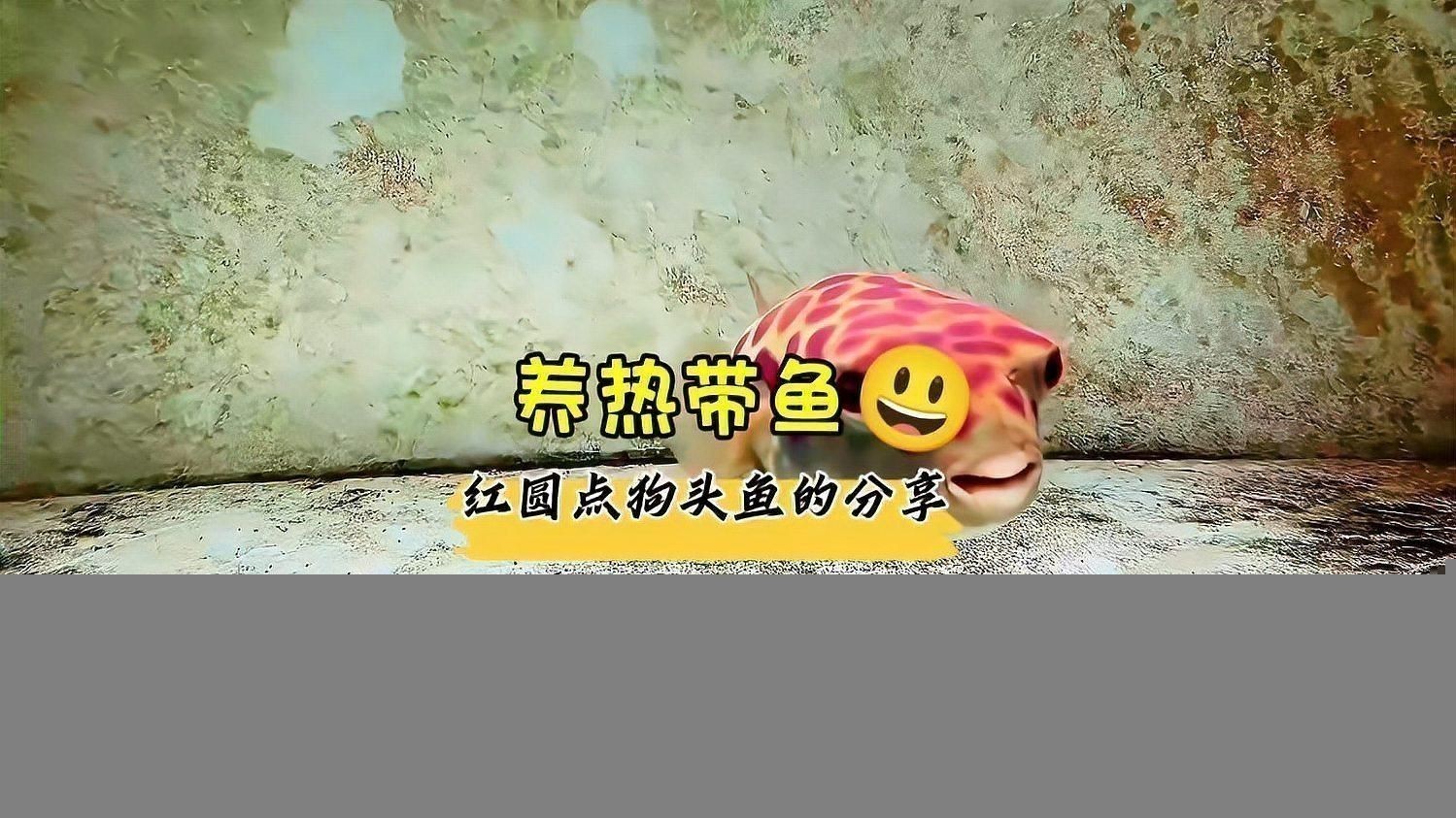奈及利亞紅圓點狗頭魚和斑馬狗頭魚
