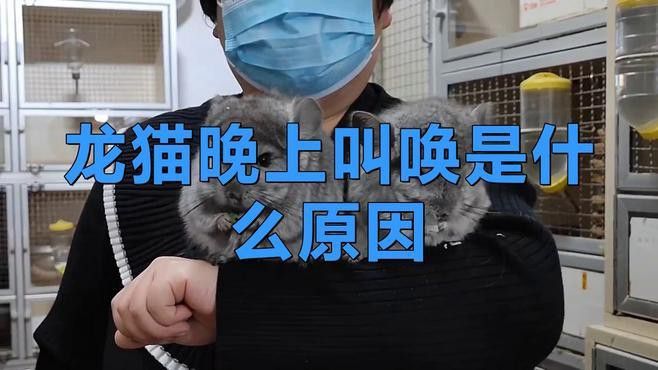 如何減少龍貓夜間活動(dòng)產(chǎn)生的噪音？