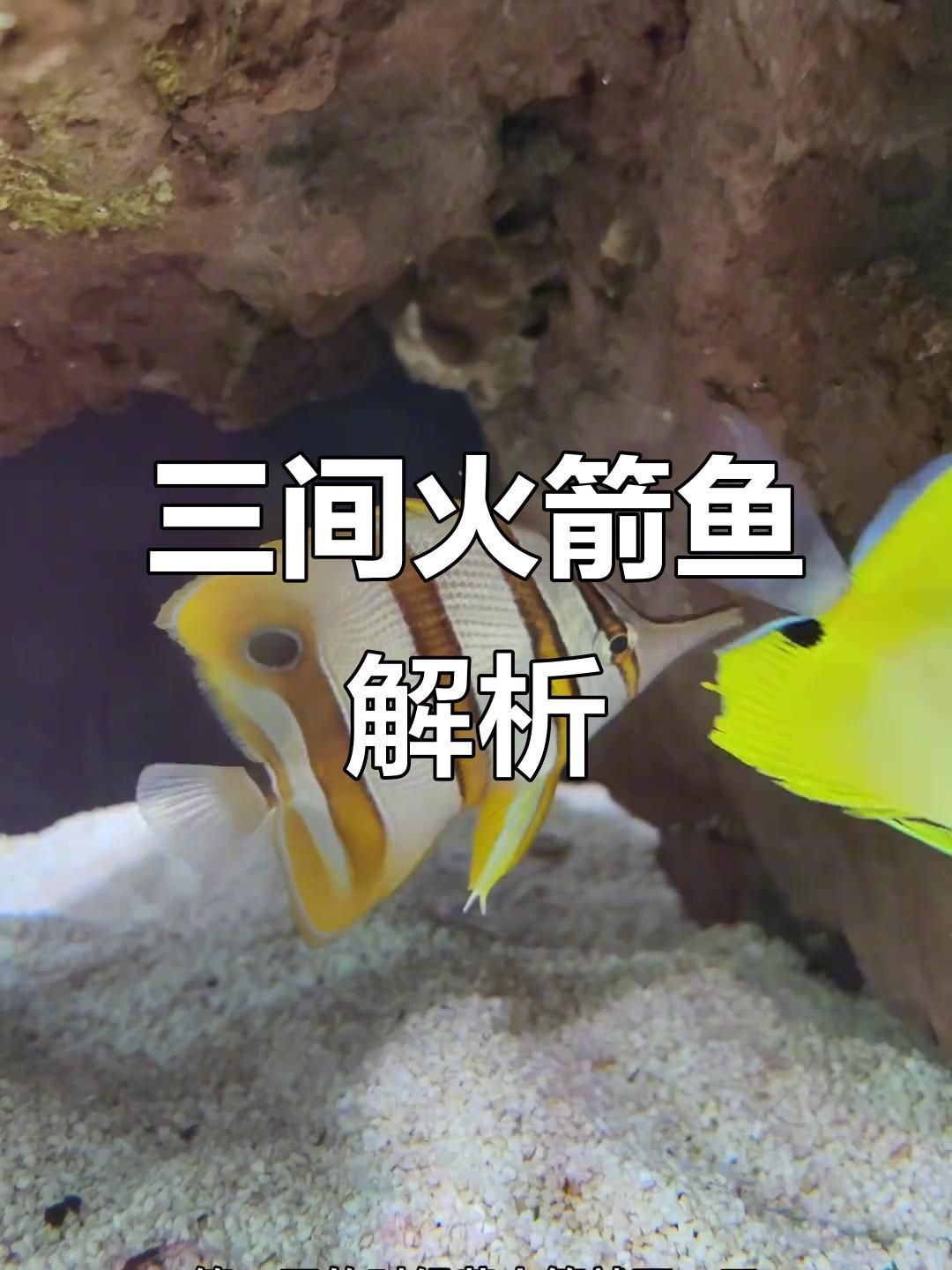 藍(lán)帆眼班三間魚喂什么