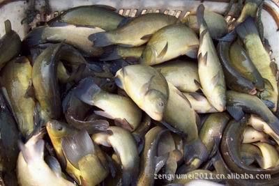 水族飼料市場競爭狀況：水族飼料市場競爭優勢分析水族飼料市場競爭優勢分析