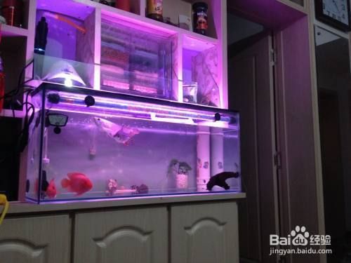 龍魚魚缸在什么情況時可以開殺菌燈：如何正確使用殺菌燈