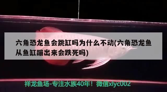 六角恐龍魚會跳缸嗎（六角恐龍魚不會主動跳缸嗎）