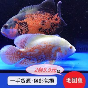 紅色銀龍魚怎么回事（銀龍魚常見病了解銀龍魚的幾種常見病www.bbpets.cn）