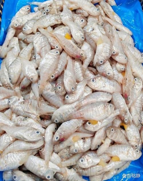 白色銀龍魚會變其他顏色嗎圖片大全