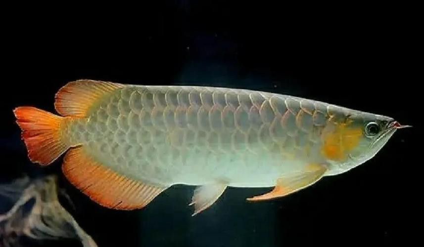 白色銀龍魚會變其他顏色嗎圖片大全