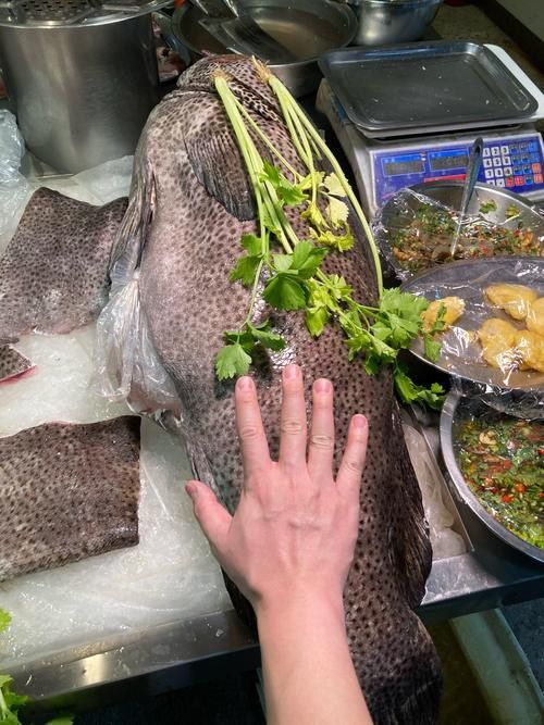 北海龍魚圖片欣賞大全大圖
