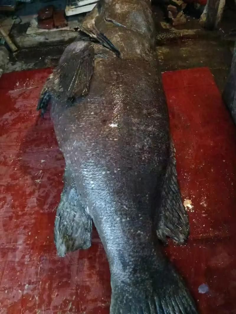 北海龍魚圖片欣賞大全大圖