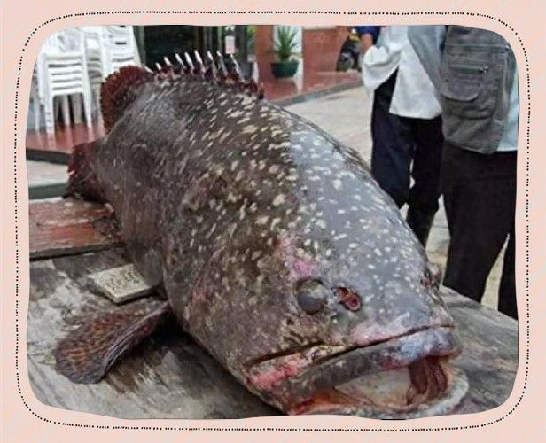 北海龍魚圖片欣賞大全大圖