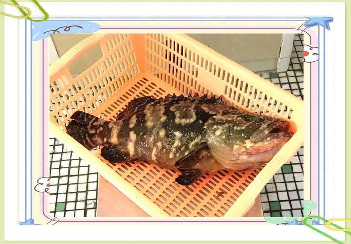 北海龍魚圖片欣賞大全大圖