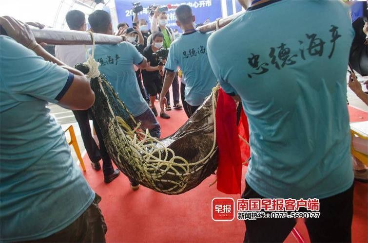 北海龍魚圖片欣賞大全大圖